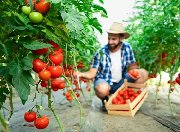 الزراعة والغابات